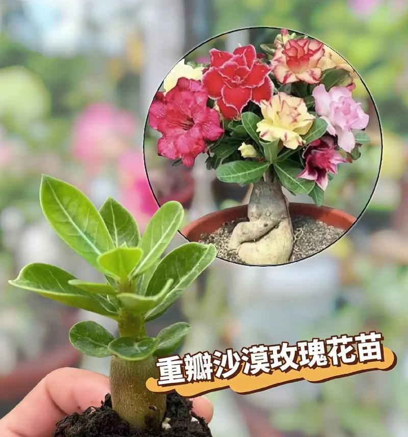 夏季如何养护沙漠玫瑰