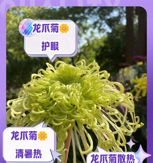 如何正确养护龙爪花？（龙爪花养护全攻略，轻松打造美丽花坛）