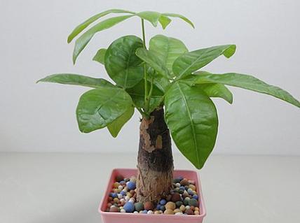 发财树盆栽如何长粗？（掌握关键方法，让你的发财树更加茁壮生长！）