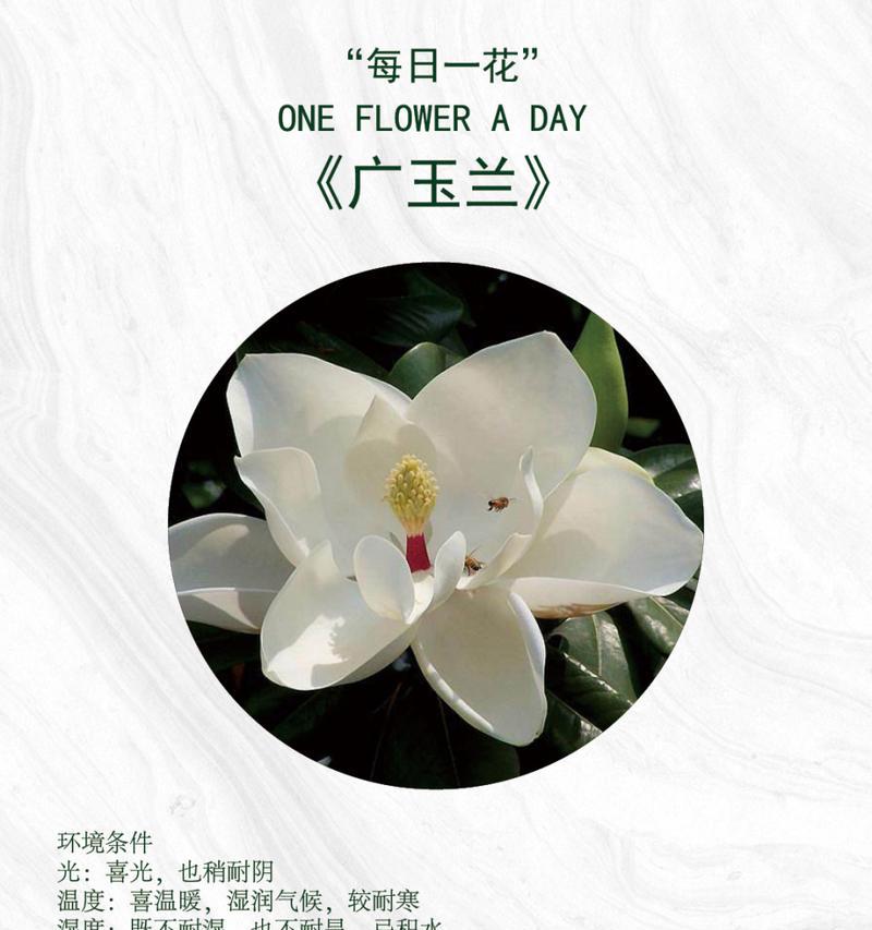 揭秘木兰和玉兰的真面目（了解木兰和玉兰的区别及种植特点）