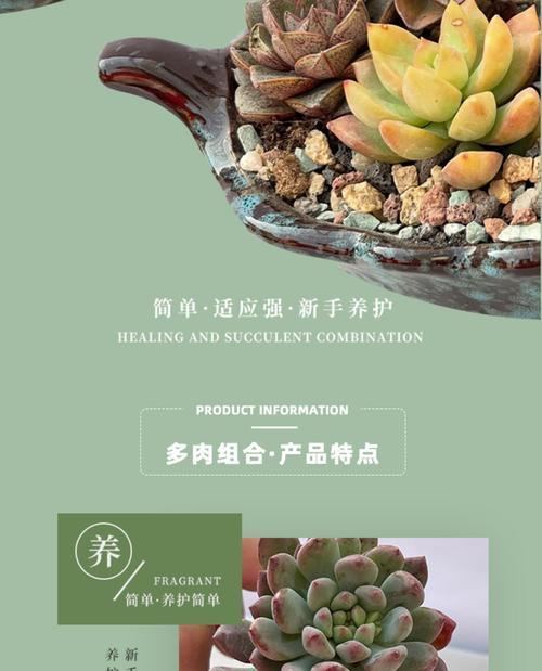 青星美人冬季养护指南（打造迷人容颜，从冬季养肤开始）