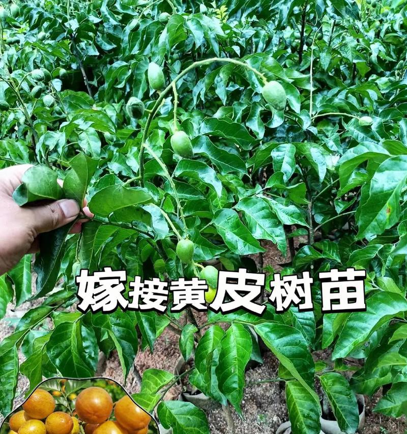 黄皮树嫁接的方法与技巧（掌握黄皮树嫁接的诀窍，让你的果树长势更强）