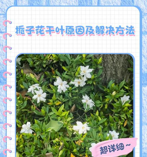 栀子花叶子卷起来的原因与解决方法（揭秘栀子花叶子卷起来的奥秘，让你轻松解决问题）