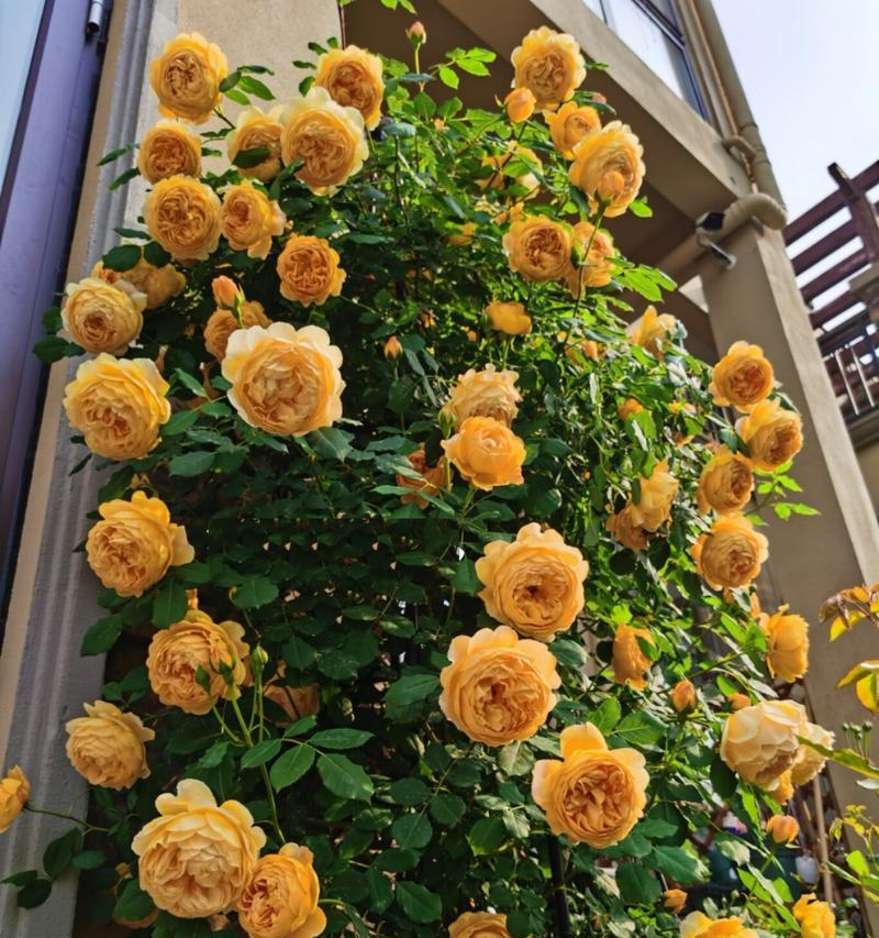 冬季月季花的养护技巧（让你的月季花在寒冷的冬天依然傲人绽放）