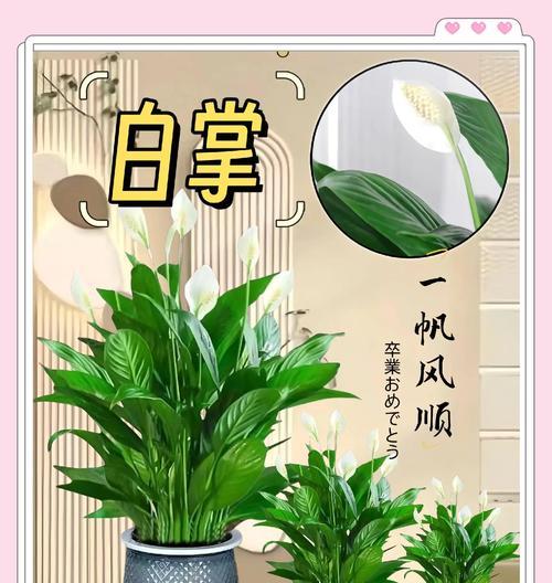 白掌养护指南（白掌的日常护理、水肥管理、病虫害防治及美化技巧）
