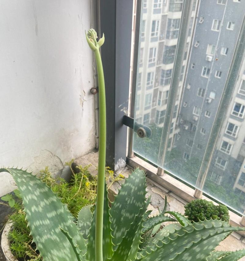 芦荟开花后的处理方法（芦荟花序的修剪与利用）