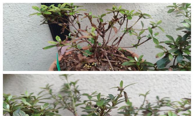 杜鹃花掉叶原因及应对方法（保持适宜环境条件，做好杜鹃花的养护工作）