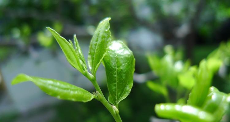 石榴籽的发芽技巧（让石榴籽发芽的窍门）