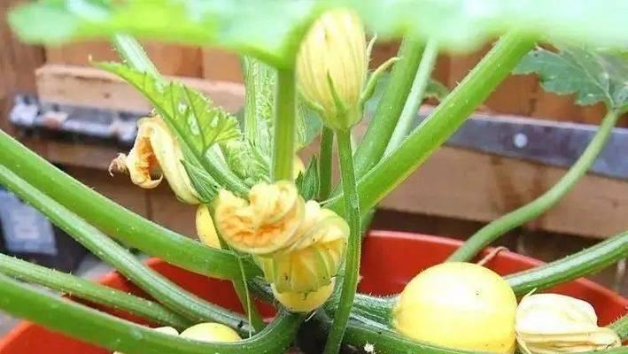 南瓜可以盆栽吗？（从营养、土壤、育苗到种植，一一为你解析。）