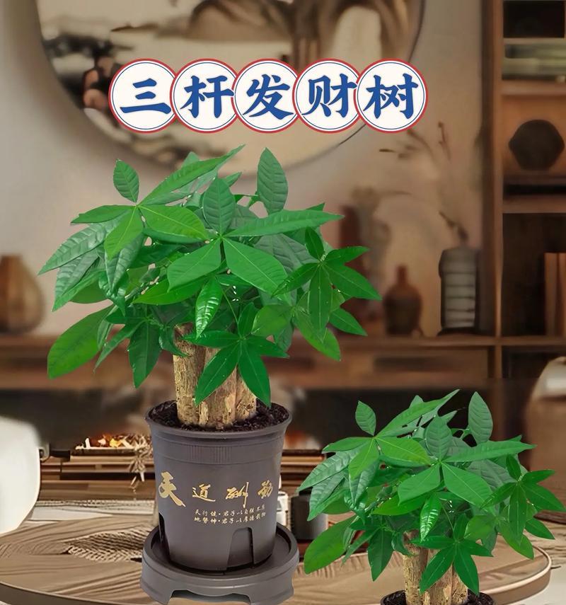 如何培养粗壮的发财树（关键步骤让你的发财树茁壮成长）
