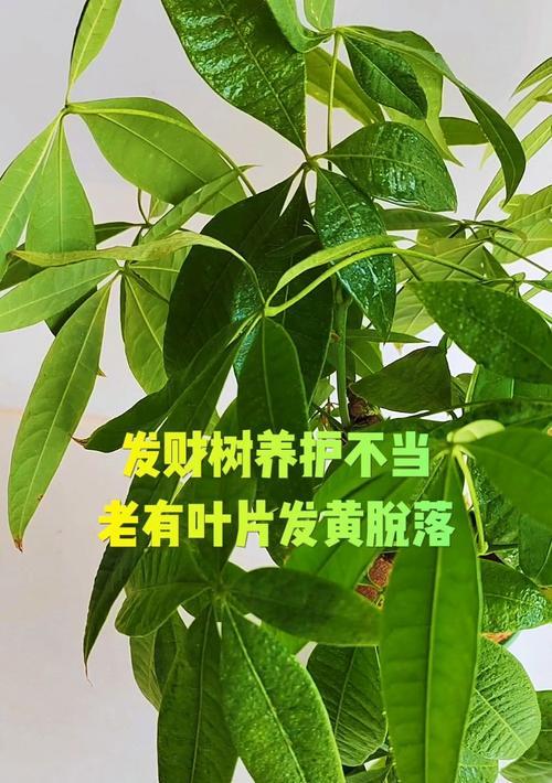 绿色盆景叶子黄了往下掉怎么办？（保护盆景植物健康，有效应对叶子黄落问题）