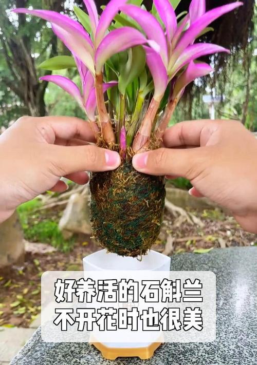 探秘养护石斛的秘诀（打造繁花似锦的石斛花园）