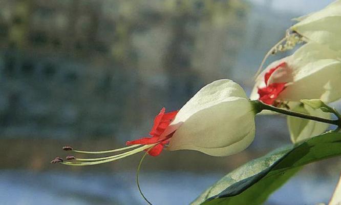 花朵变红的奥秘揭秘（探究花朵颜色变红的原理及其关键因素）