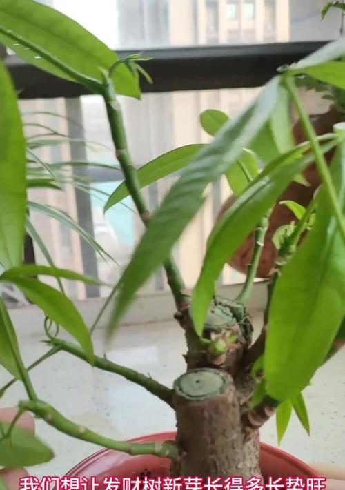 发财树出芽口的培育技巧与注意事项（发财树出芽口培育要点及常见问题解答）