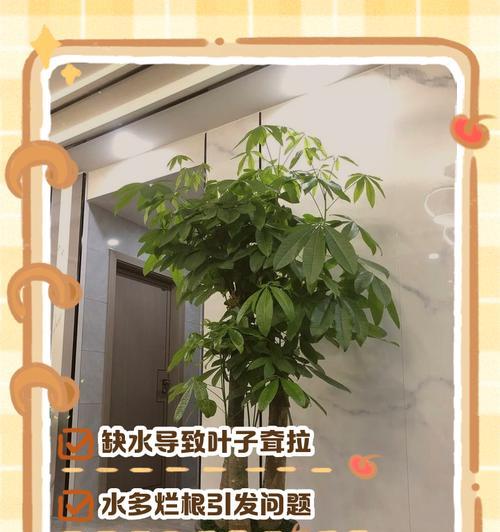 发财树树枝软问题大揭秘！（为何发财树的树枝会变软？发财树树枝软的原因是什么？）