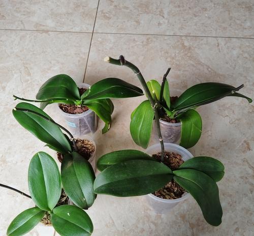 蝴蝶兰的种植方式——土栽（土壤、养分、水分、透气、温度、光照、肥料、病虫害）
