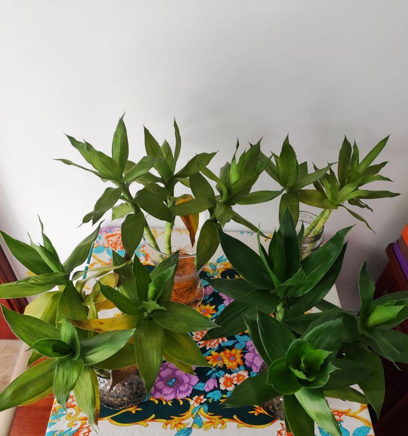 蔷薇施肥全攻略（掌握这些技巧，让蔷薇花开得更美）