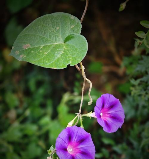 牵牛花的藤蔓之美（探秘牵牛花如何优雅地攀爬）