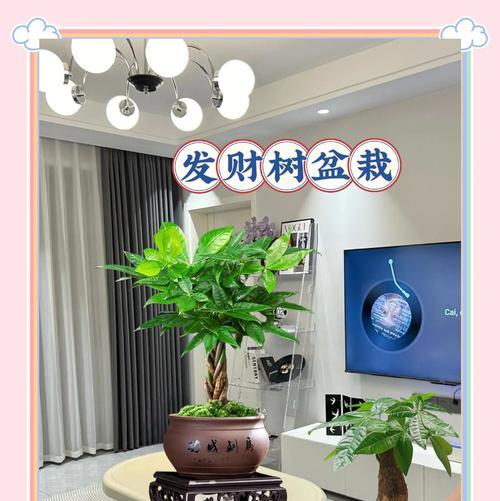 夏季平安树养护全攻略（打造绿意盎然的夏日小天地）