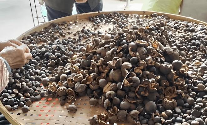 山茶树几年结果实的奥秘（探寻山茶树果实的生长规律）
