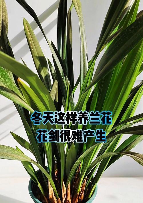兰花在冬天的养护技巧（从根茎保护到温度调节，了解如何让你的兰花在寒冷冬天中茁壮成长）