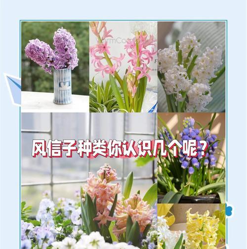 如何有效地繁殖风信子？（掌握关键技巧，让你的风信子越种越多）