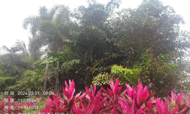 鱼尾葵病虫害防治指南（掌握关键方法，保护鱼尾葵健康生长）