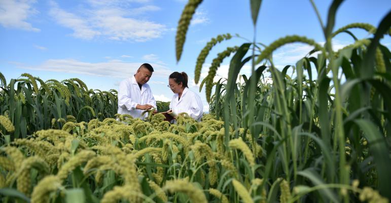 如何选择适合谷子种植的土壤？（谷子种植技巧、土壤特性、肥料施用及土壤改良）