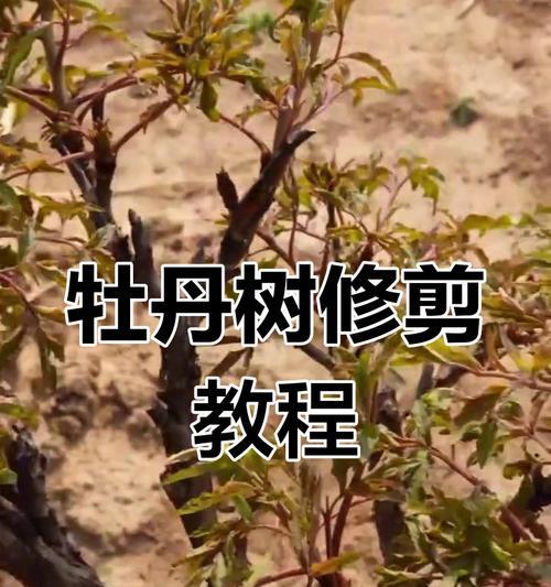 牡丹花过冬剪枝秘籍（学会正确剪枝，让牡丹安全过冬）