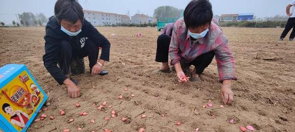 大蒜栽培的土壤要求及栽种方法（选择适宜土壤，科学栽种大蒜，提高产量与质量）