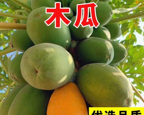 如何种植木瓜种子？（木瓜种子育苗技巧与注意事项）