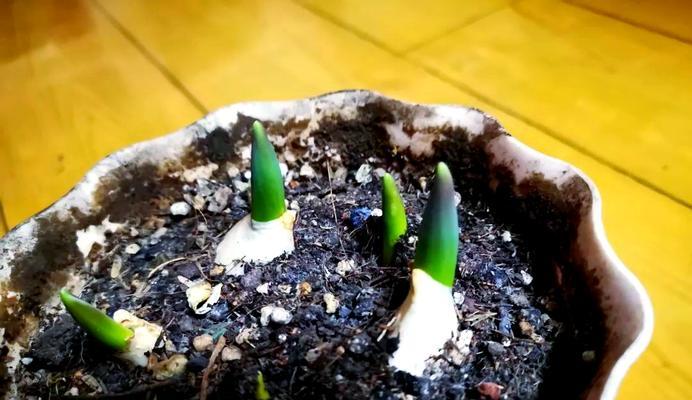 郁金香种植密度过大如何调整（优化郁金香种植密度，提高产量与品质）
