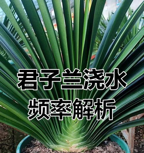 如何判断植物是否需要浇水（科学的方法和技巧帮助您判断植物的浇水需求）
