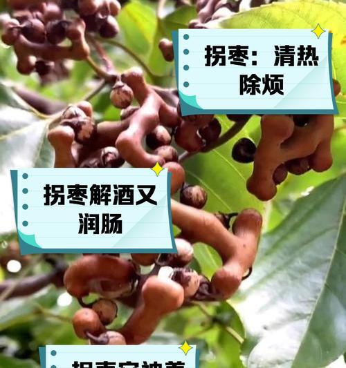 寻找最优质的拐枣产地（哪个地方的拐枣最好？如何挑选拐枣？如何保存拐枣？等等）