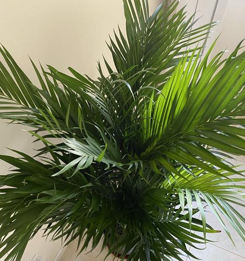 散尾竹养护指南（掌握散尾竹养殖要点，打造宜人的绿色家园）