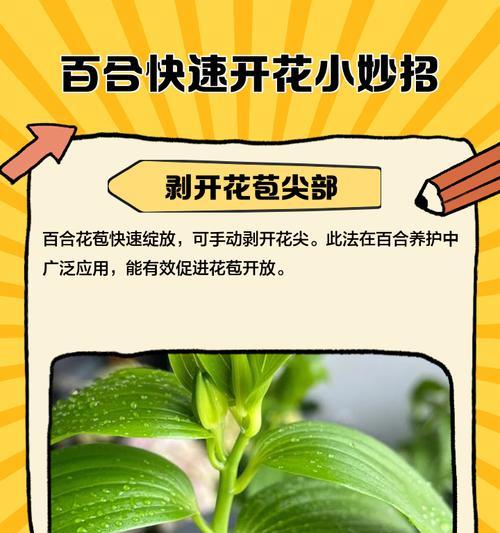 百合花的采摘方法及注意事项（呵护百合花，享受自然之美）