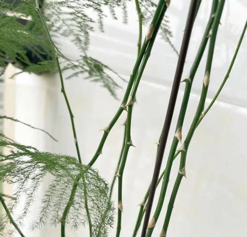 如何养护文竹生根（掌握关键技巧，让文竹茁壮成长）