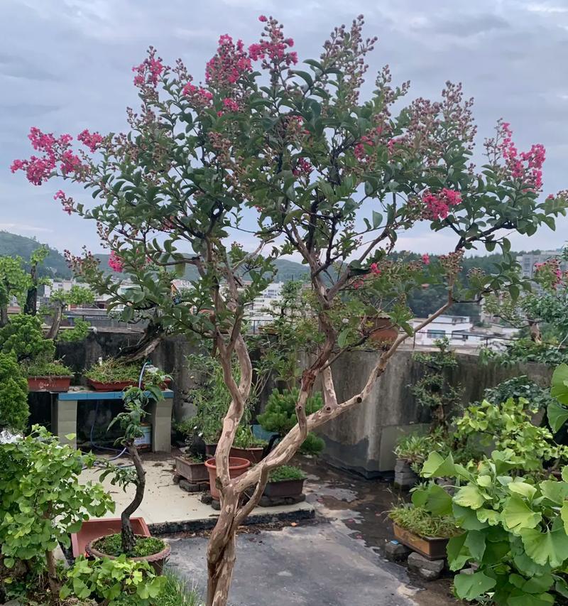 盆景技巧之紫荆花栽培指南（学习如何将紫荆花打造成精美盆景，让家居更加生动）