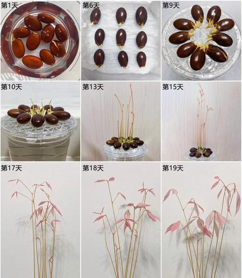 水果水培指南（以水培方式种植水果的方法和技巧）