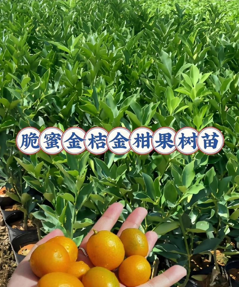 金桔嫁接的技巧与方法（探索金桔嫁接的关键步骤和成功技巧）