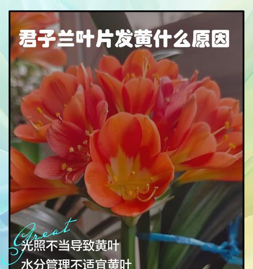 君子兰叶片有者是怎么回事？（揭秘君子兰叶片上的神奇现象）