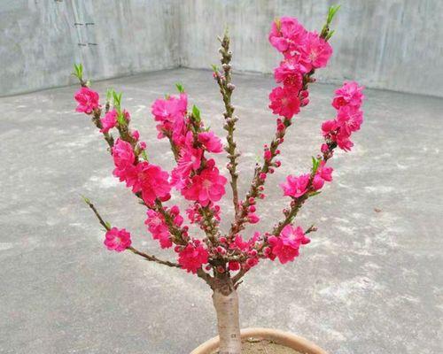 盆栽桃子的种植技巧（轻松打造自家的桃园）