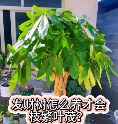 揭秘发财树的生死之谜（探究发财树枯萎的原因与应对之策）