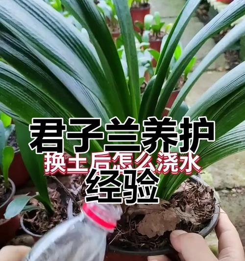 君子兰的养护之水分管理（掌握浇水频率，让君子兰健康成长）