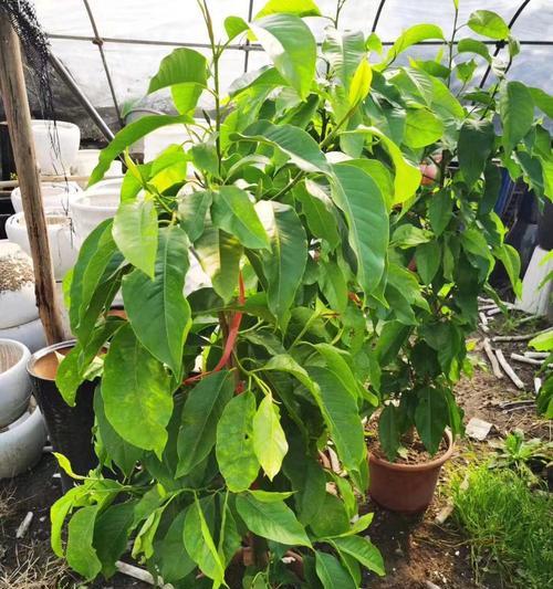 黄葛兰种植全攻略（了解黄葛兰的特点及种植技巧）