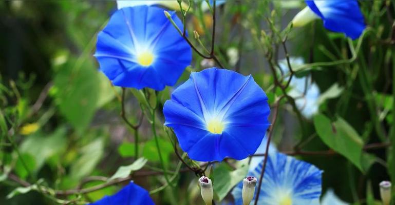 牵牛花的美丽与特点（探秘牵牛花的生长环境、颜色和花期、繁殖方式、药用价值）