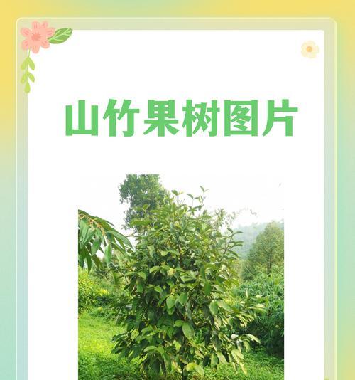 山竹树疾病蔓延（山竹树病害阻碍生长，引发危机，专家寻求解决之道）