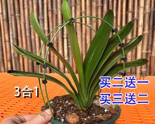 以君子兰夹子夹的使用方法与注意事项（保护君子兰健康成长的关键）