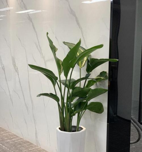 过道植物风水大揭秘（如何选择适合过道的植物？一个让家居风水更好的小技巧！）
