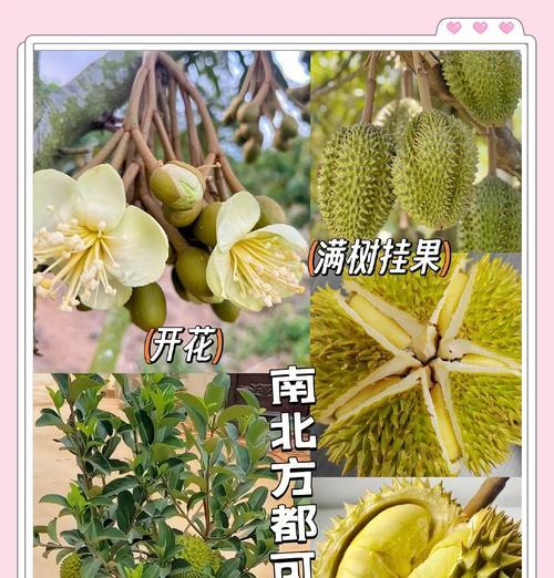 榴莲树种植条件（适合在什么地方种植）